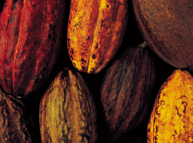 cosecha cacao
