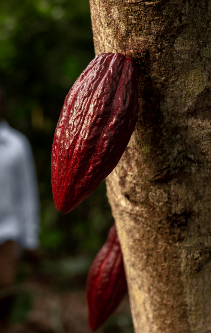 tostado de cacao